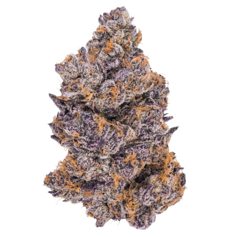 Kushberry Moonrocks Auto cannabis bud quality is in a league of its own.