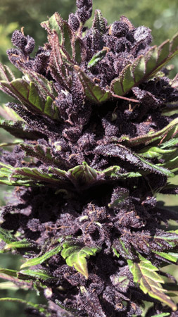 LSD-25 Auto by Fastbuds . Review from grower Bigbeardygrows: "What a beautiful, stunning plant. I’ve never gone such dark purple/inky black buds!! I gave this plant a very rough start in life. Neglected and in a small pot for the start of its life, which stunted it, but the bud colour is out of this world!!! Mouthwatering aromas of red wine, spice and hints of burnt rubber ????????????. Can’t wait to grow this again."