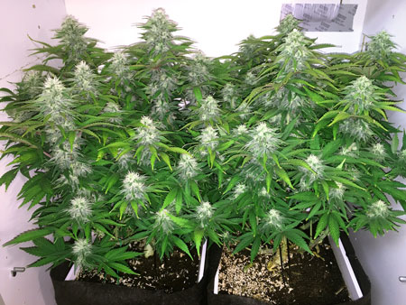 These two Aurora Indica cannabis plants were LST'ed to produce many fat, thick colas.