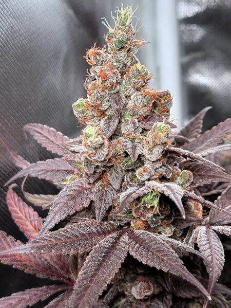 Platinum Cookies bud right before harvest at week 12 (beautiful purple coloring and gorgeous sativa bud structure)