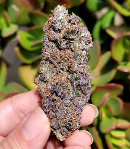 Closeup of a Platinum Cookies cannabis bud in Nebula Haze's hand - sparkly!