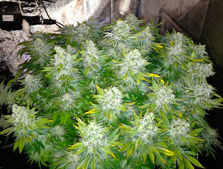 Example of a White Widow marijuana plant with many huge colas as the result of LST training!