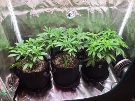 Three cannabis plants in AC Infinity Self-Watering Fabric Pot Bases fit nicely in a 2x4 grow tent.