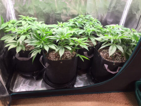 Four cannabis plants in AC Infinity Self-Watering Fabric Pot Bases fit in a 2x4 grow tent, but it's snug.