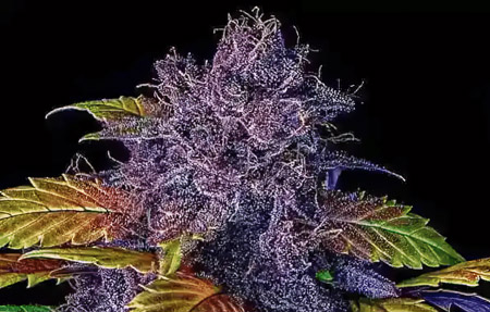 Beautiful purple buds