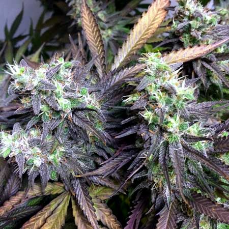 Example of the cannabis Autumn Color Effect. Leaves turn purple bud buds stay mostly green.