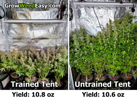 Example of plants that were trained to grow short, vs the same strains allowed to grow naturally.