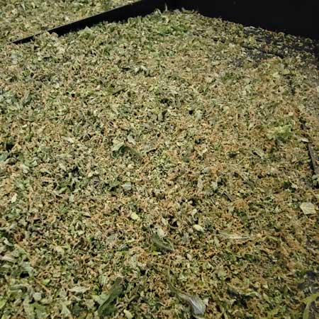 Cannabis trim leaves fall out the bottom of the Lil T Trimmer