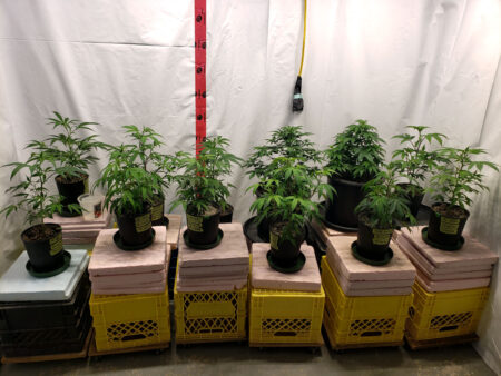 Clones vs seeds - see examples of cannabis plants grown from seed vs cannabis plants grown from clones