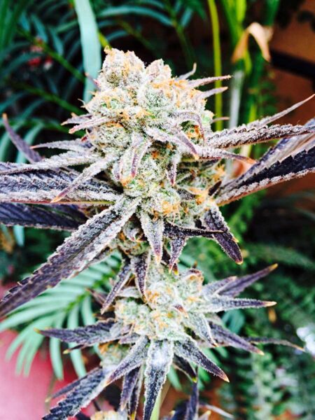Example of a colorful glittery cannabis bud experiencing the Autumn Color Effect