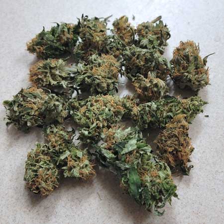 Example of untrimmed cannabis buds. They have been dried fully and removed from the stem, but still have all their leaves.