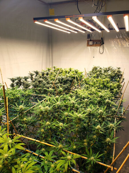 Example of a cannabis flowering room, made for medical marijuana patients