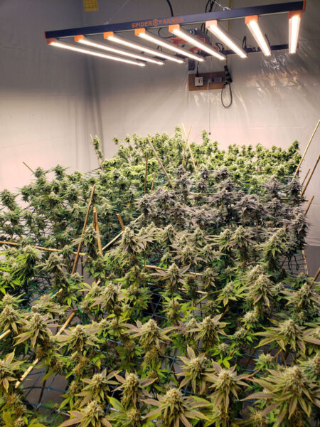 Flowering cannabis grown room with a screen (Scrog) setup, grown by Max