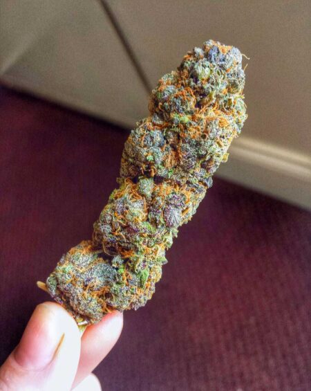 A beautiful colorful bud with the cannabis Autumn Color Effect. Looks great and smells great!