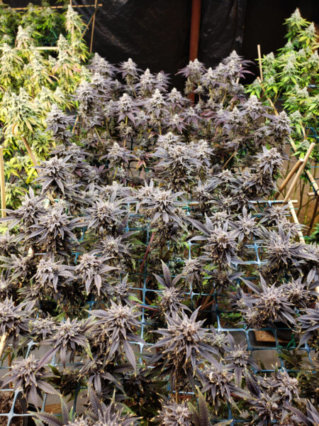 Wedding Cake cannabis strain