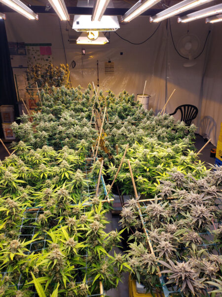 Flushing has started in the flower room with harvest scheduled to start in two weeks.
