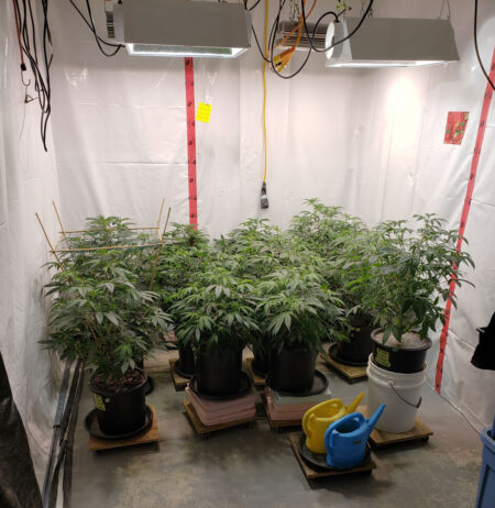 The cloned plants have been in their final pots for three weeks now. It's time to add trellis and almost time to take new clones.