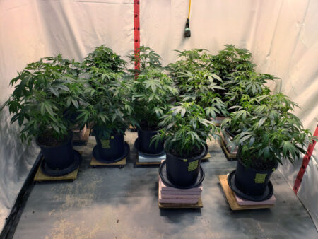 Perpetual harvest - vegetative stage cannabis plants before being moved to the flowering room