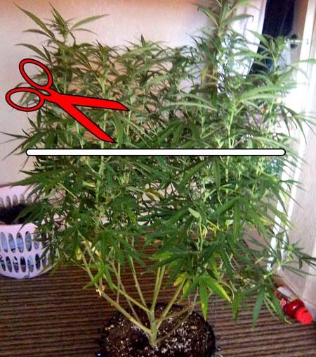 If a tall photoperiod cannabis plant is still in the vegetative stage, you can cut it down to the desired height.