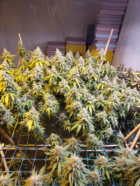 Screen (Scrog) used to keep these cannabis plants short and flat