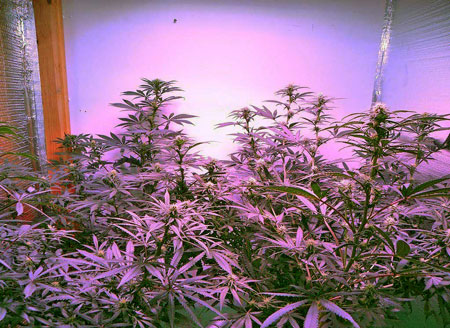 Example of a temporary cannabis flowering grow space made out of posterboard and some DIY ingenuity