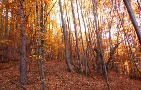 You can get cannabis plants to bring out colors like purple, pink, red, and orange by stimulating the cannabis fall Autumn color effect.