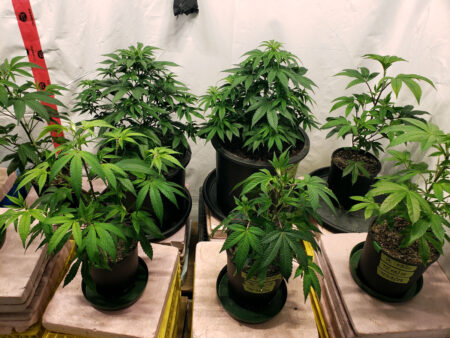 The two big pots are cannabis plants grown from seeds, the other are clones