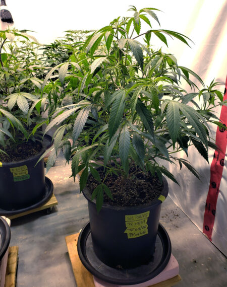 Vegetative stage cannabis plant in a big black plastic pot