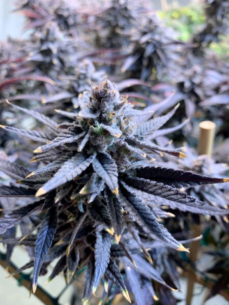 Wedding Cake bright purple cannabis buds ready to trim.