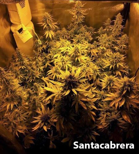 Auto-flowering cannabis plants growing in a tent using Santacabrera's simple soil guide
