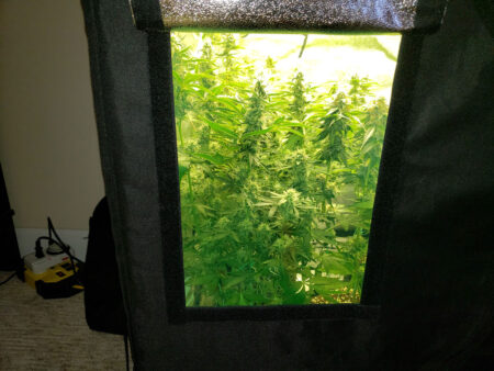 Example of cannabis plants growing in a grow tent, full of cannabis buds! Grow tents make great environments for growing weed!