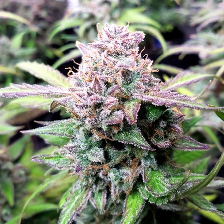 Fast Buds Seeds - GG4 Gorilla Glue autoflowering strain - great cannabis bud quality!