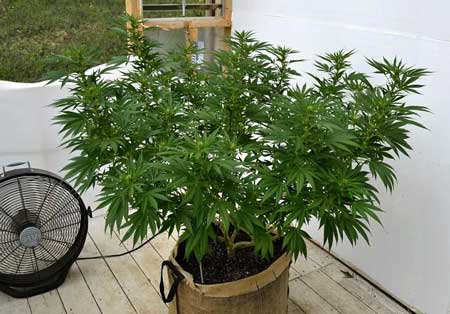 Happy green cannabis plant growing in organic super soil
