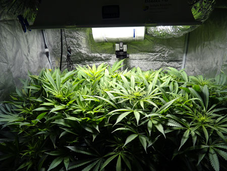 Healthy, green, lush marijuana leaves on a happy cannabis plant with the perfect humidity.