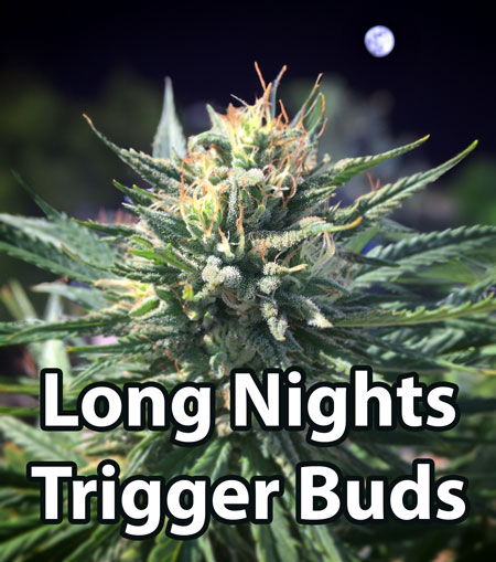 Long nights with a 12/12 light schedule trigger the flowering stage in marijuana plants.