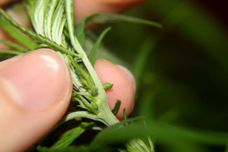 Male pre-flower (pollen sac) on a marijuana plant closeup