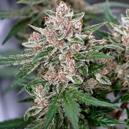 Mandarin Haze cannabis plant grown under an LED grow light