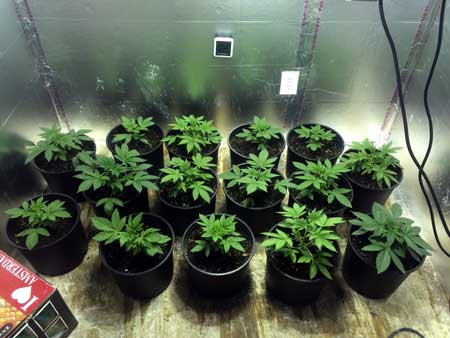 Many young, happy and green cannabis plants.