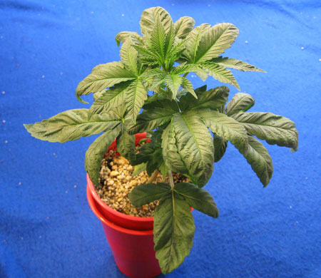 A marijuana seedling with root problems. It shows drooping and crinkled leaves.