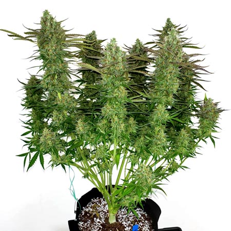 Lemon Haze cannabis plant by MSNL with big fat buds/colas!