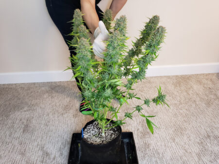 An auto-flowering Cinderella Jack Auto cannabis plant that's ready to harvest