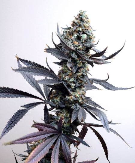 Purple Ghost Candy by Seedsman - big fat main bud, ready to harvest!