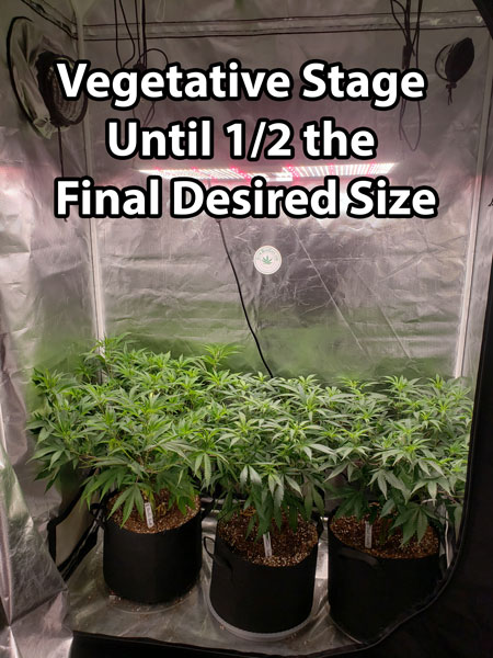 Keep marijuana plants in the vegetative stage until they're half the final desired height.