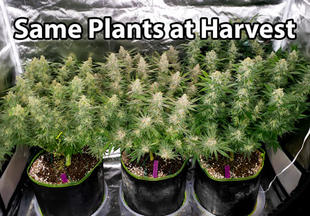 Here are those same 3 cannabis plants at harvest. Twice the height and covered in buds.