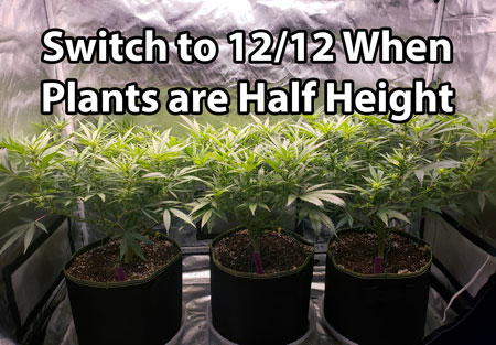 Switch to a 12/12 light schedule when cannabis plants are half the final desired height