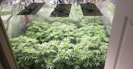 Marijuana Vegetative Stage - marijuana plants in a 4x6 grow space under 3 x Spider Farmer SF-2000 LED grow lights.