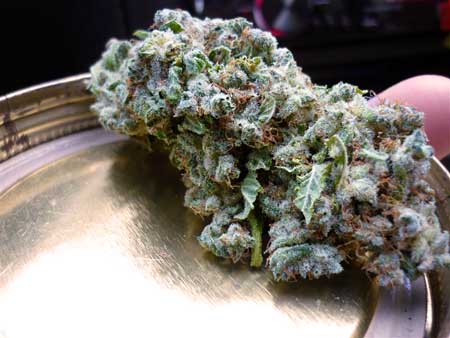 In addition to high amounts of d-Limonene, Zoap buds have a sweet berry citrus smell Over 25% THC, big yields beginner friendly