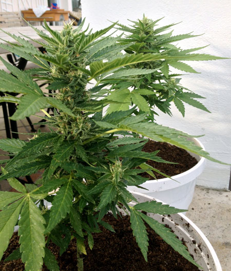 Auto-flowering cannabis plants grown outdoors tend to stay on the smaller side, especially when potted in a container.