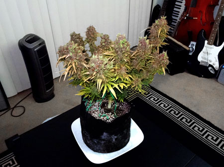 Autoflowering plant with Blueberry Genetics