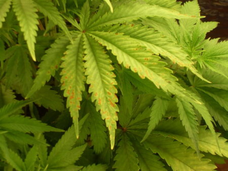 Cannabis "Calcium deficiency" 